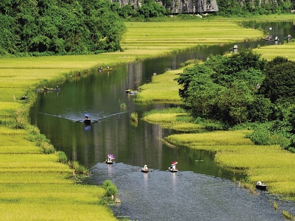 Mùa lúa chín là mùa cao điểm khi du khách trong và ngoài nước đến chiêm ngưỡng cảnh đẹp của Ninh Bình.
