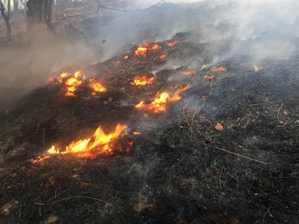 Cảnh báo cháy rừng ở Nghệ An ở cấp cực kỳ nguy hiểm