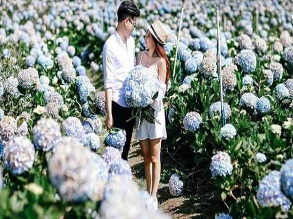 Ngắm vẻ đẹp lãng mạn của các vườn hoa cẩm tú cầu ở Đà Lạt