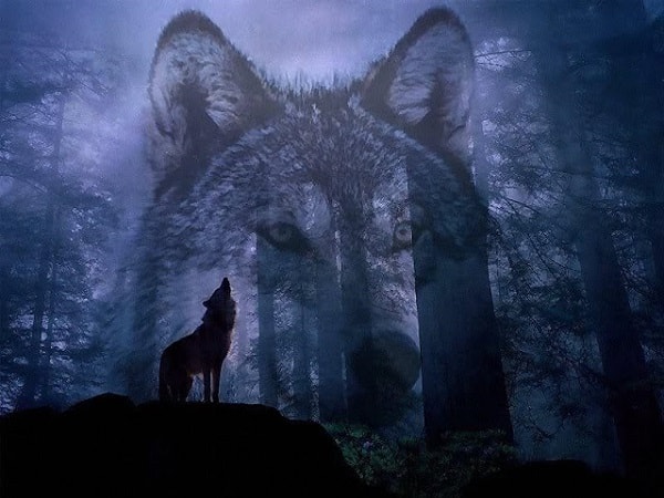 Mơ thấy chó sói mang điềm báo lành hay dữ?