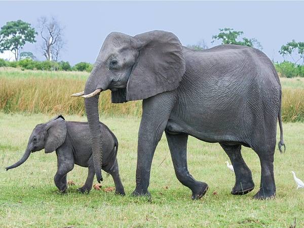 Mơ thấy voi chọn đánh con nào? Điềm báo mộng thấy voi
