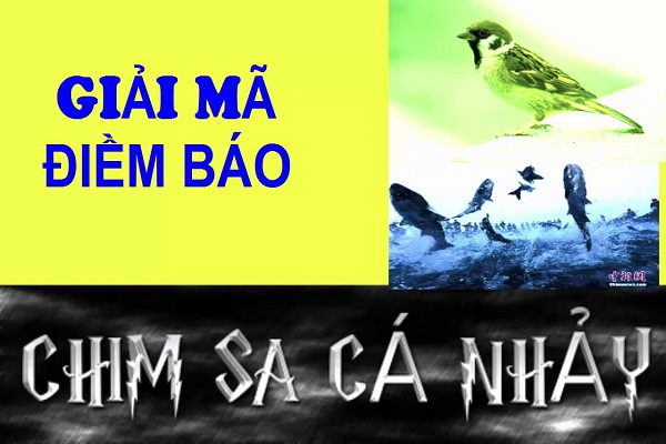 Chim sa cá nhảy có phải điềm báo xấu không?