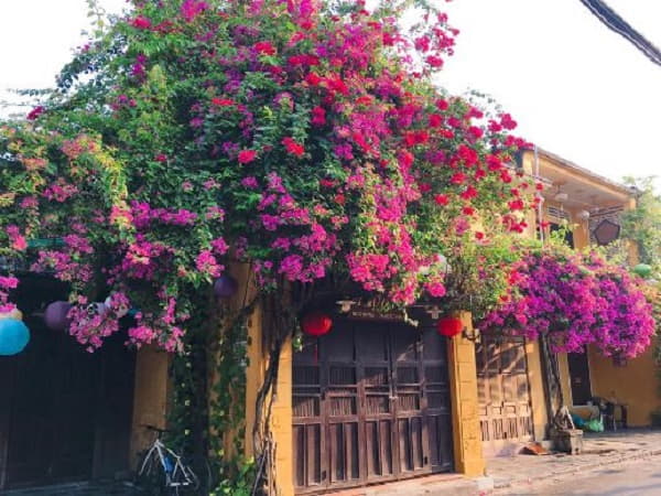 Đặc điểm của nhà hướng Nam và tiêu chí chọn cây trồng