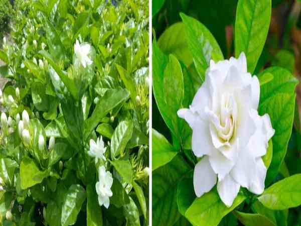 Hoa Nhài không nên trưng ngày Tết Hoa Nhài không nên trưng ngày Tết