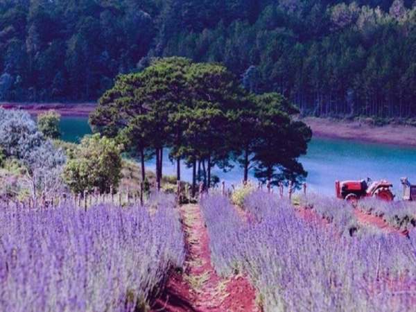 Vườn Hoa Lavender Hồ Tuyền Lâm 