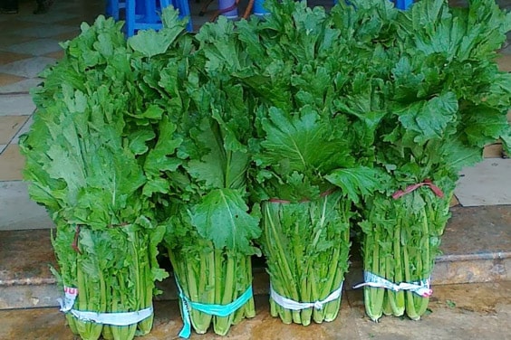 Rau cải mèo Rau cải mèo Sapa