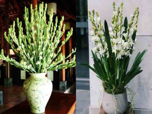 Các lưu ý khi chưng hoa Tết để mang lại may mắn Các lưu ý khi chưng hoa Tết để mang lại may mắn