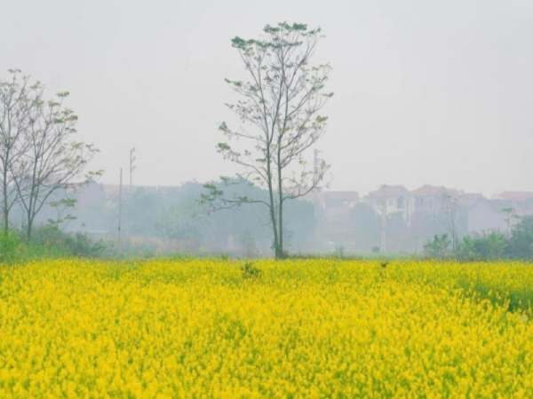 Vườn Hoa Cải Trắng, Cải Vàng Cầu Đất