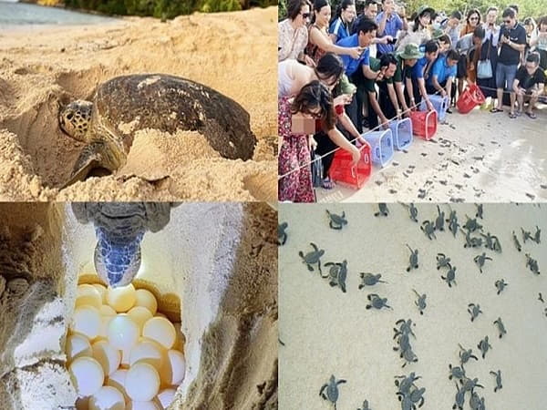 Du lịch Côn Đảo mùa mưa và mùa rùa đẻ trứng ( tháng 5 đến tháng 11) là cũng khá đẹp