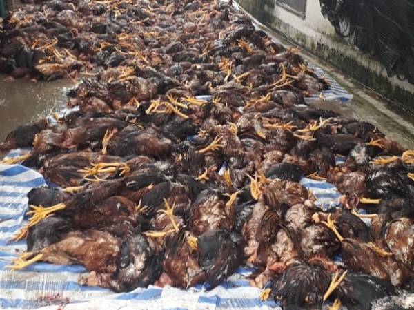 Mơ thấy nhiều con gà chết