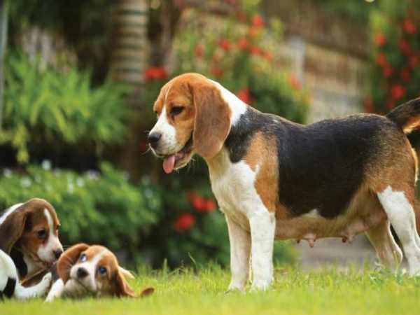 số may mắn tuổi Bính Tuất ngày 9/3 thứ 2