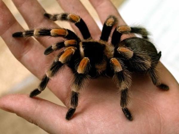 Mơ thấy con nhện là điềm gì theo quan niệm dân gian?