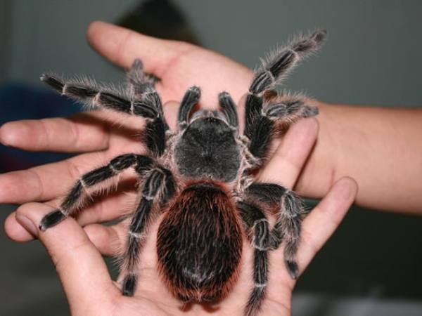 Mơ thấy giết con nhện